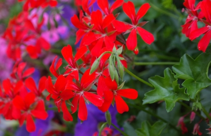 Bloemenverkoop, Serres Provoost, telkens van 10u tot 16 op ZA 23/04, ZO 24/04, ZA 30/04 en ZO 1/05 - Geraniums en Perkplanten